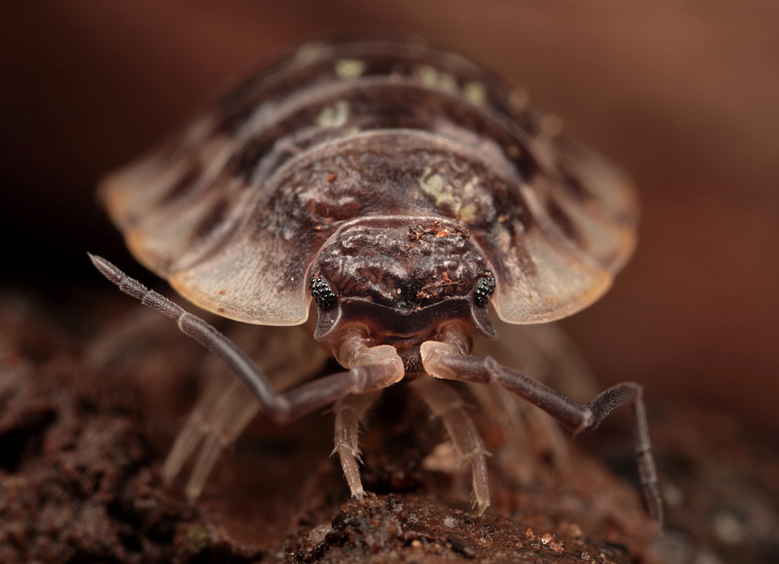 Woodlouse 4